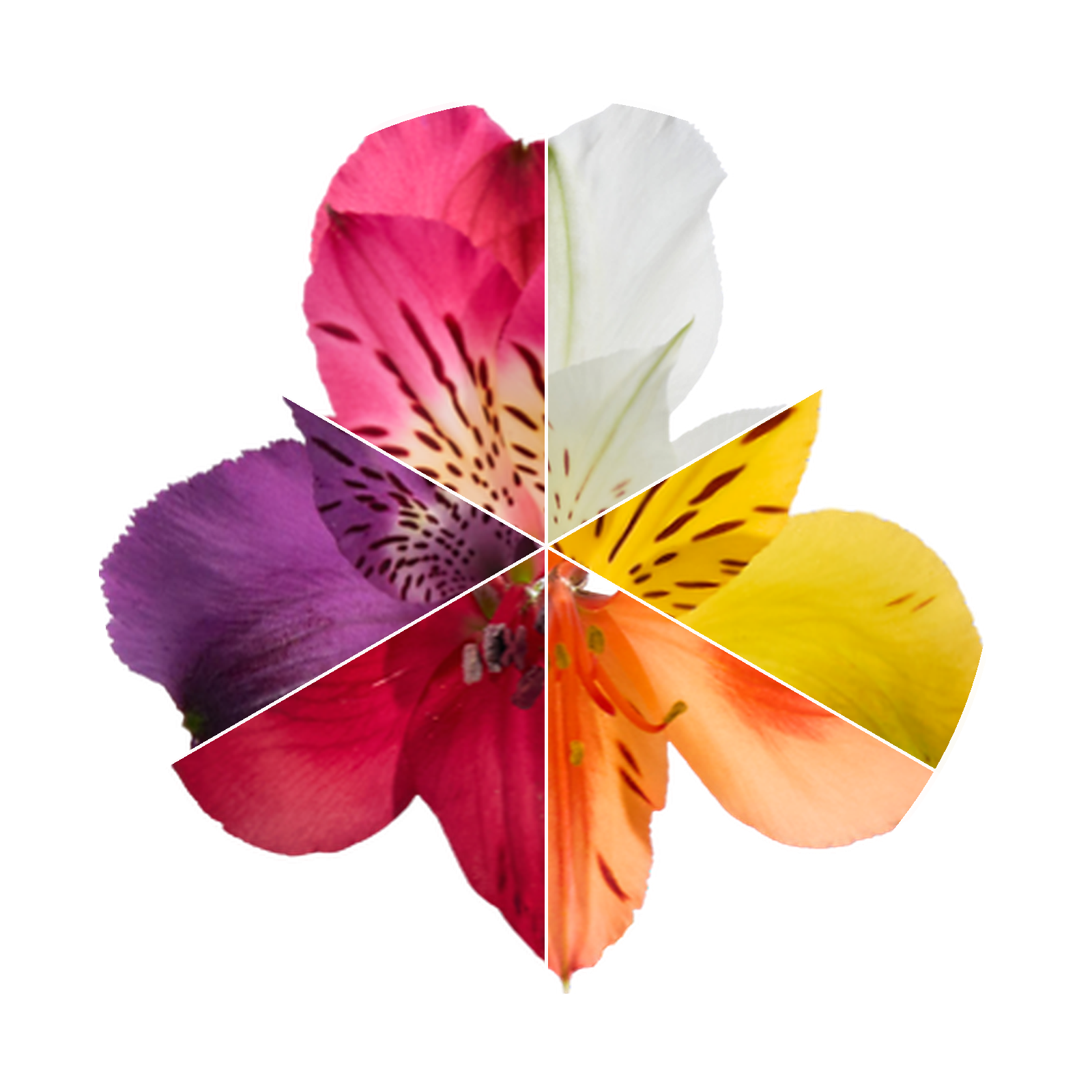 Alstromeria Mix