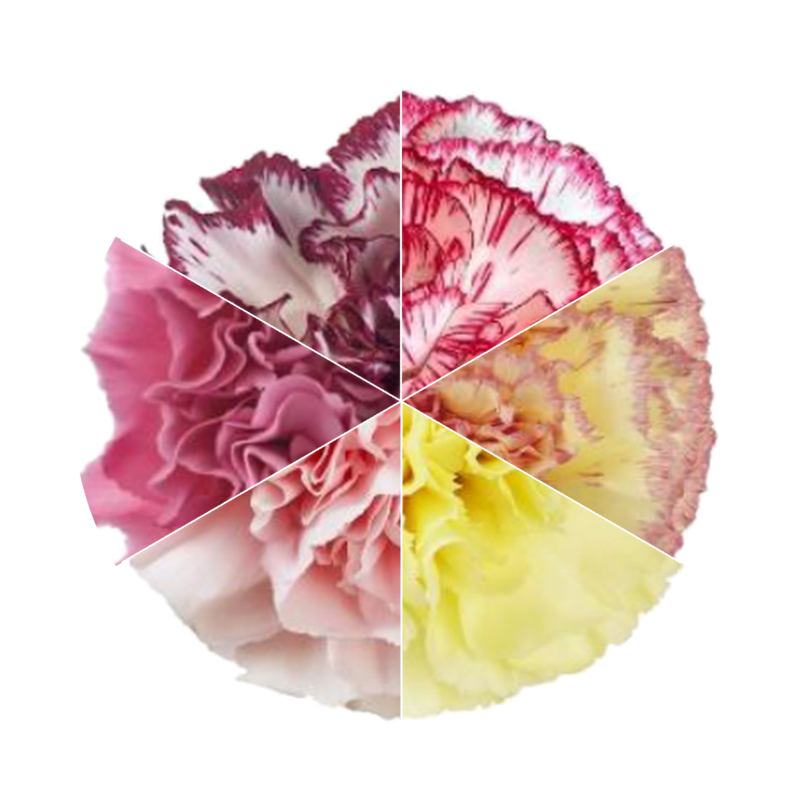 Clavel Mix