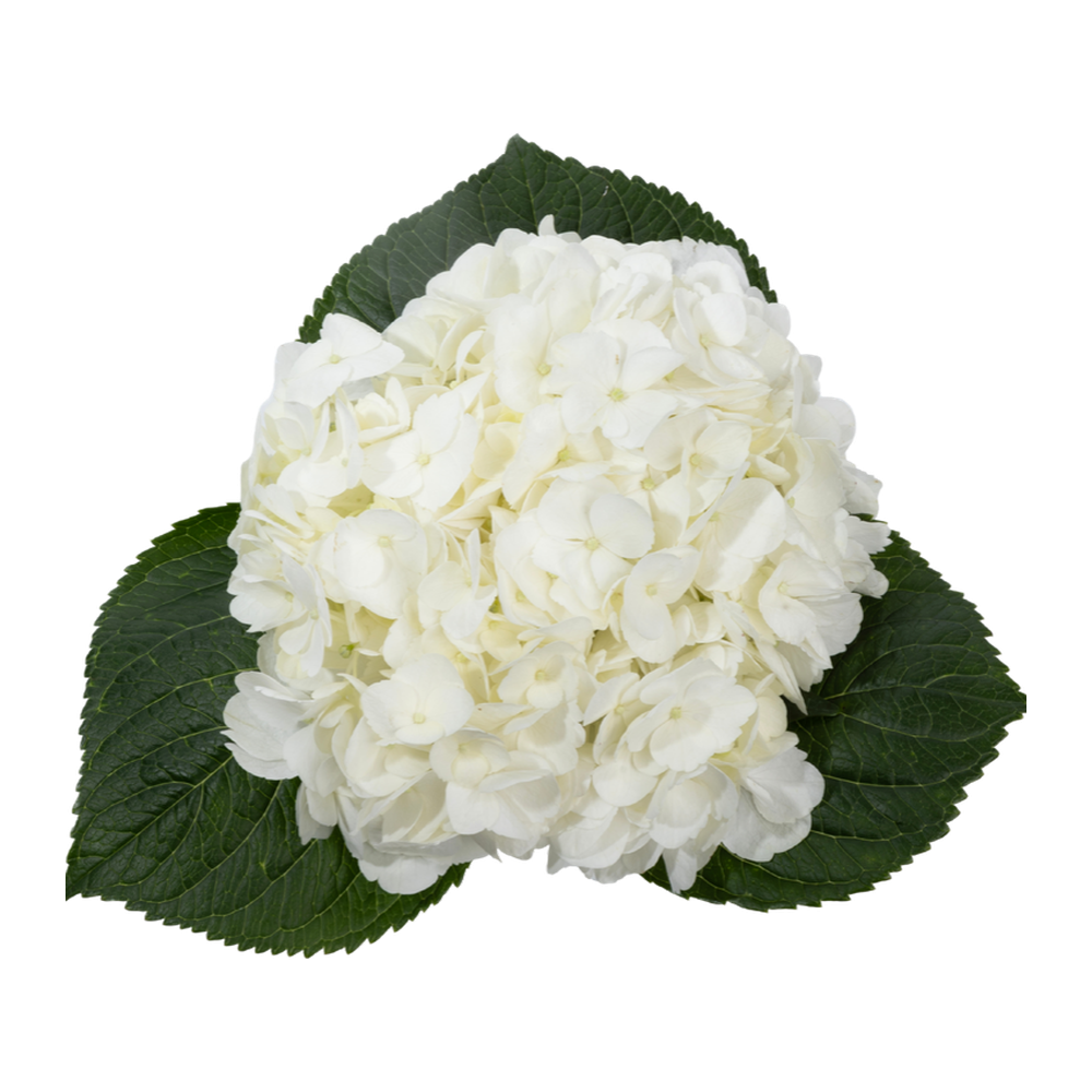 Hydrangea White Jumbo