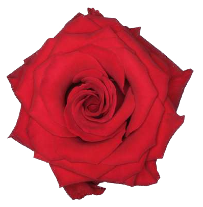 Redvolution